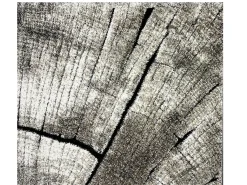 Alfombra Marla Diseño Moderno Árbol, Natural, 120 cm redondo