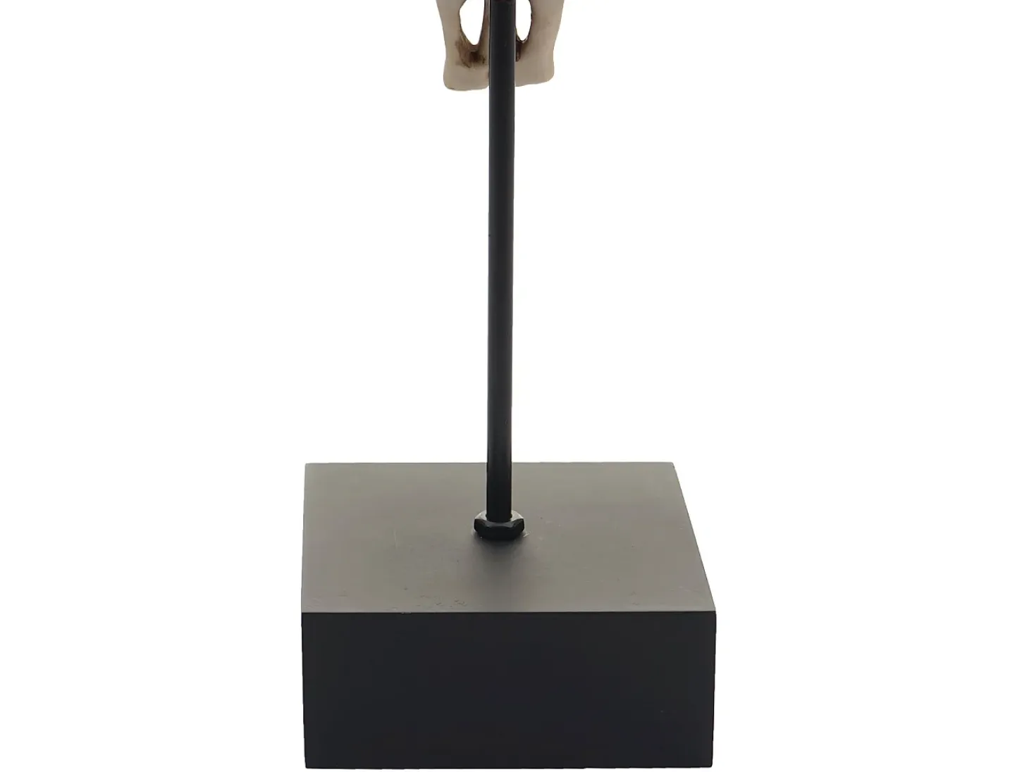 Figura decorativa de pie cráneo de vaca MCW-D30