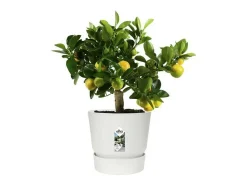 Online ELHO Maceta exterior redonda Ø 24 x Alto 23 cm - Blanco