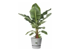 Outlet ELHO Maceta redonda 25 - Exterior Ø 24,48 x 23,31 cm - Living hormigón gris Gris claro