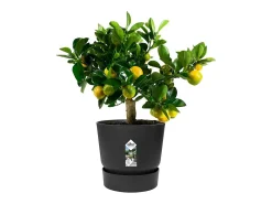 Maceta redonda 30 - Exterior Ø 29,5 x 27,8 cm - Living negro
