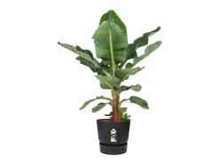 Maceta redonda 30 - Exterior Ø 29,5 x 27,8 cm - Living negro