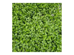 Pared de plantas artificiales - Modelo verde - Dimensiones : 50 x 50 cm