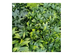 Planta artificial de pared - Modelo de flor blanca - Dimensiones : 100 x 100 cm